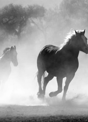 Horses